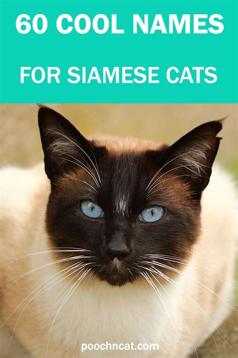 cool siamese cat names